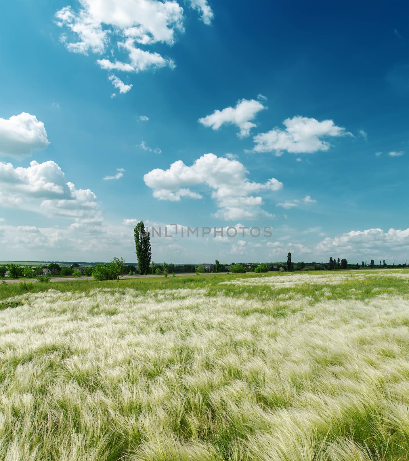 green meadow under cloudy sky