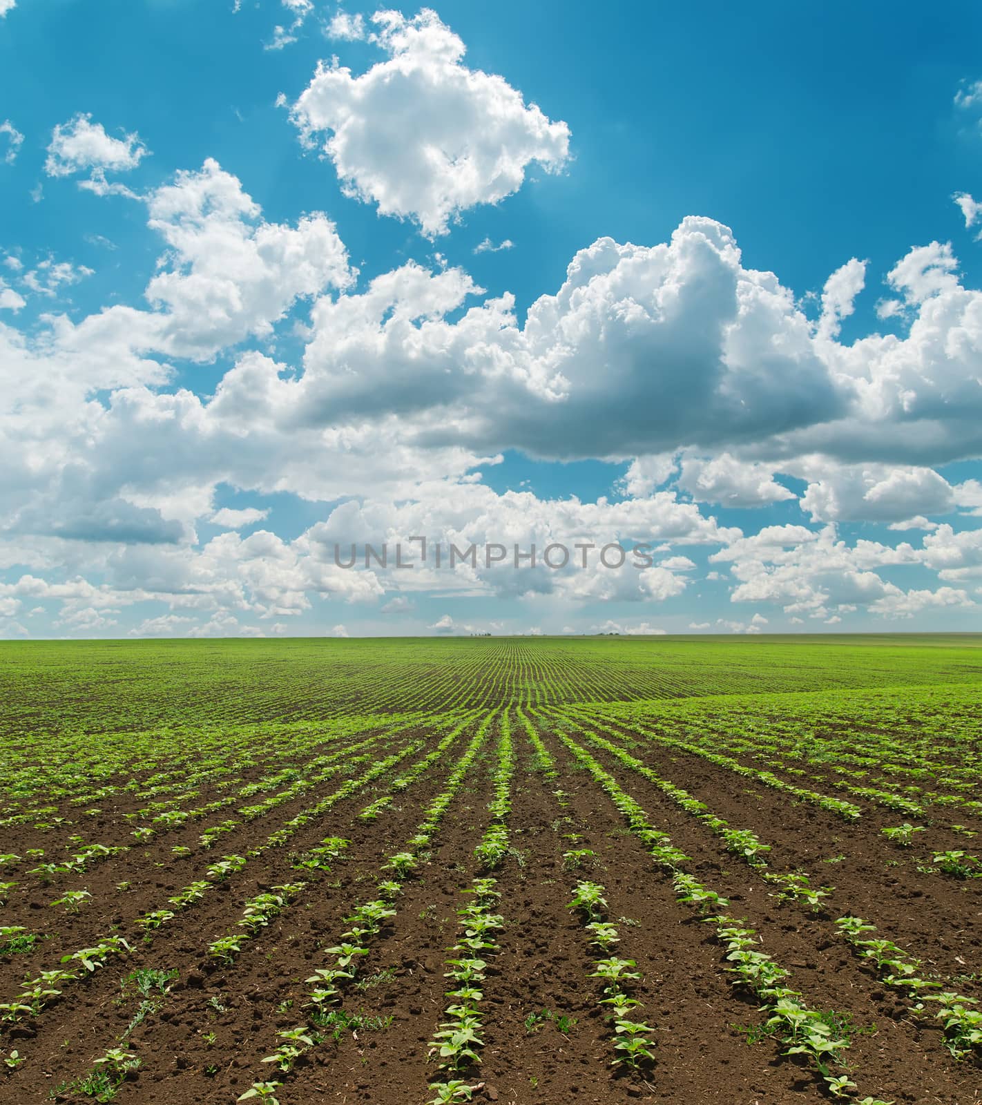 spring field with green sunflowers and cloudy sky by mycola