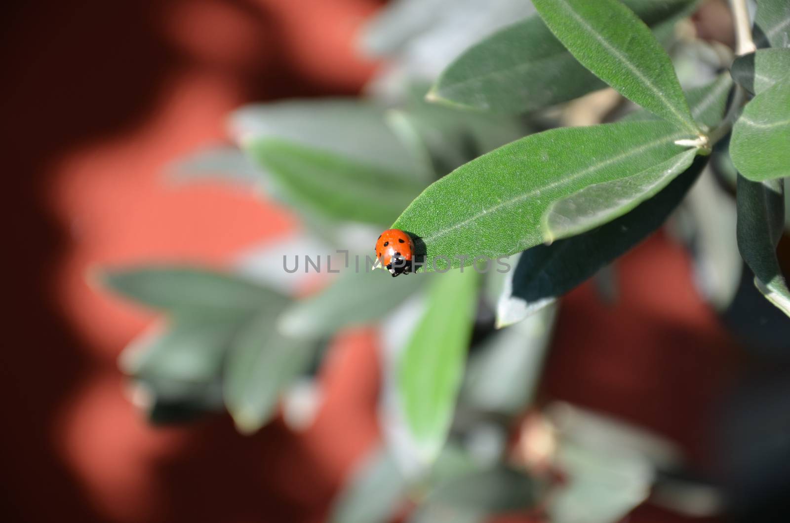 A ladybird in close up on the leave of an olive tree