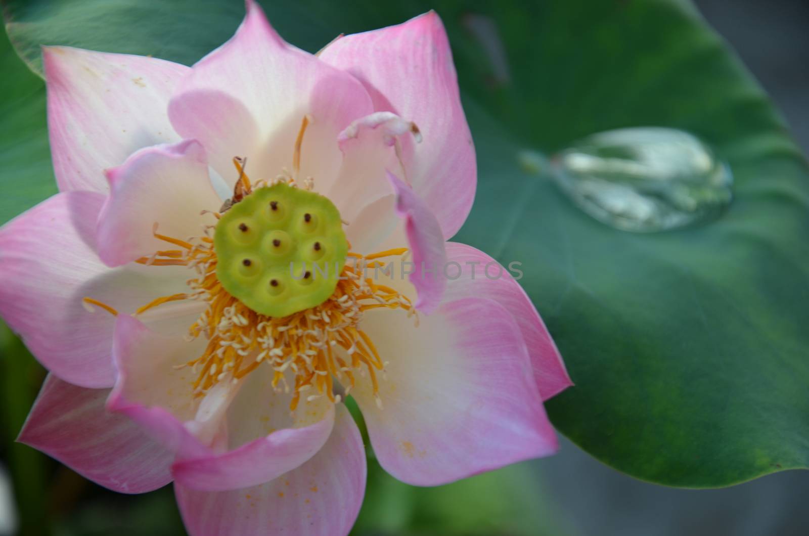 Close up of lotus flower with lotus effect in the background