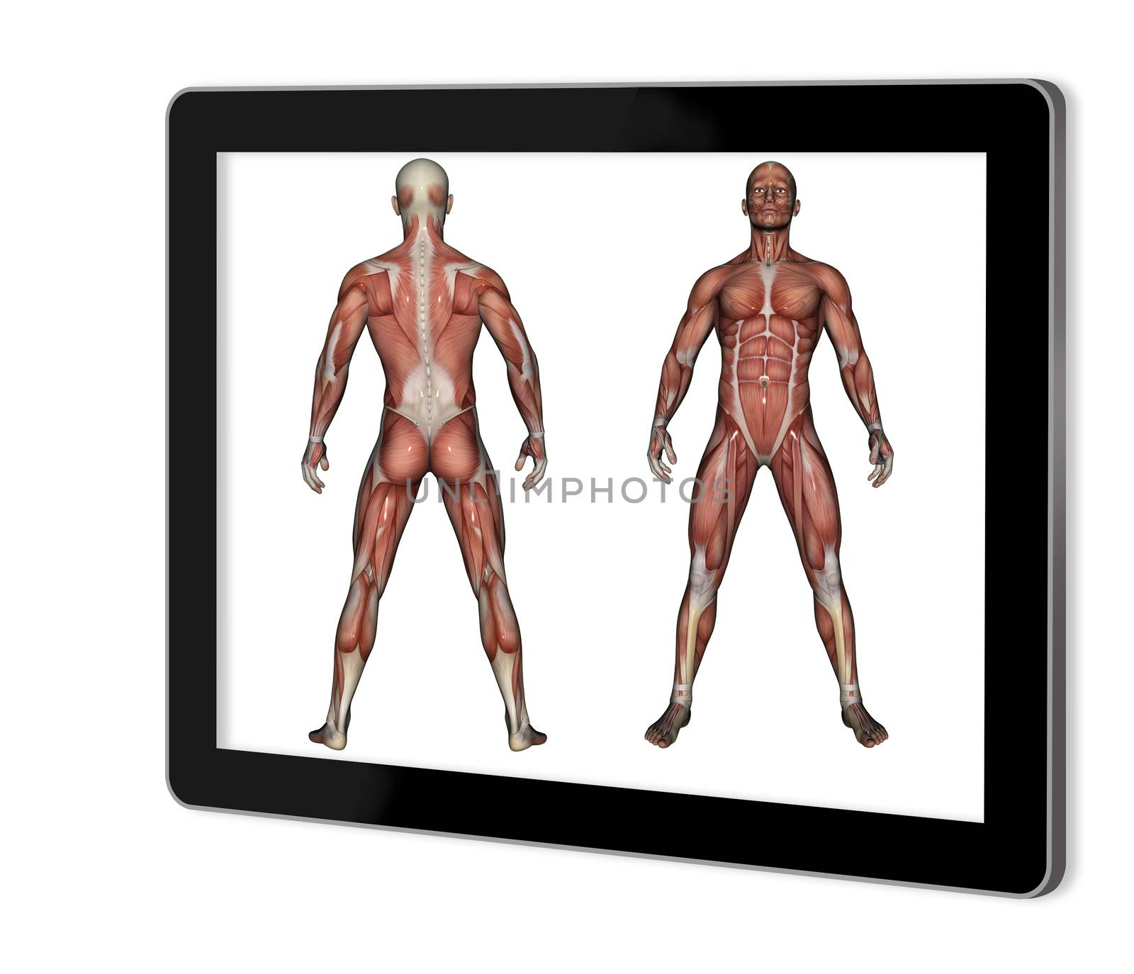 Human Anatomy - Male Muscles  show  on tablet  made in 2d software isolated on white