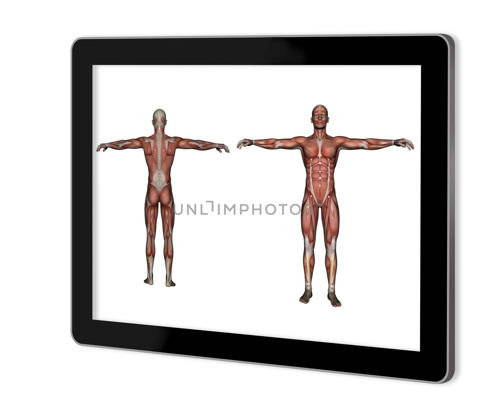 Human Anatomy - Male Muscles  show  on tablet  made in 2d software isolated on white