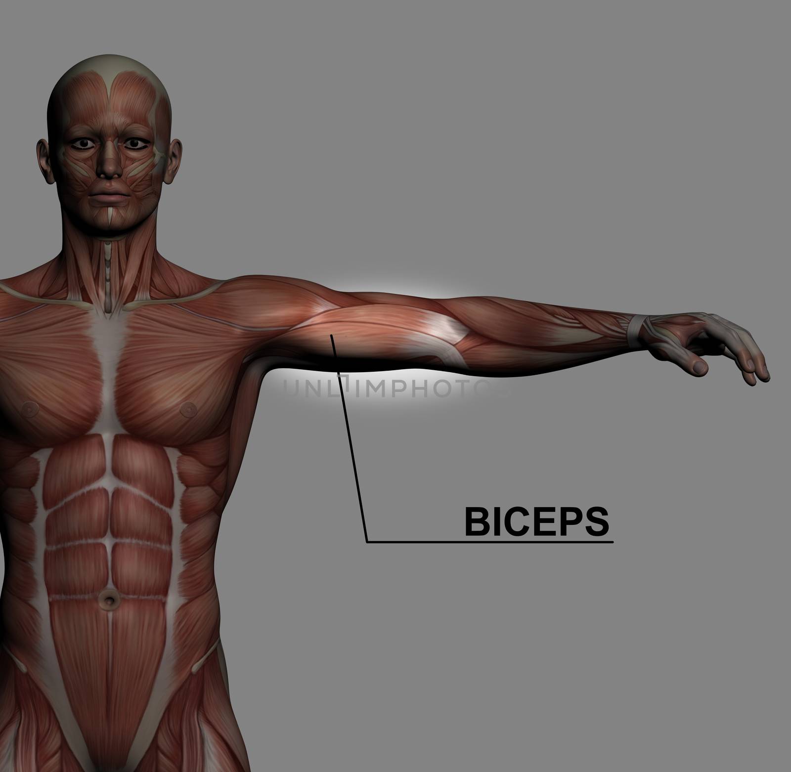 Human Anatomy - Male Muscles made in 3d software with highlighting  biceps