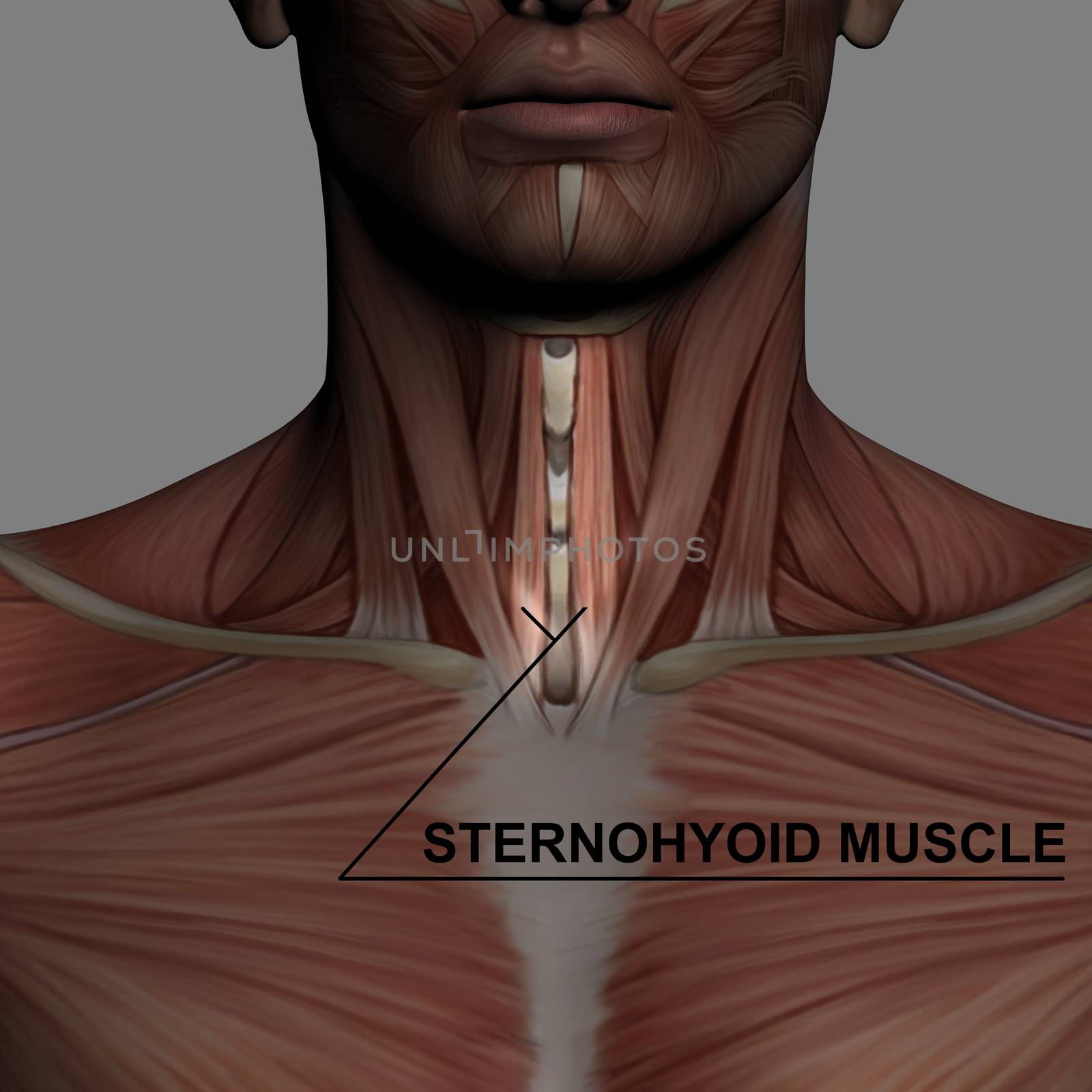 Human Anatomy - Male Muscles made in 3d software with highlighting sternohyoid muscle