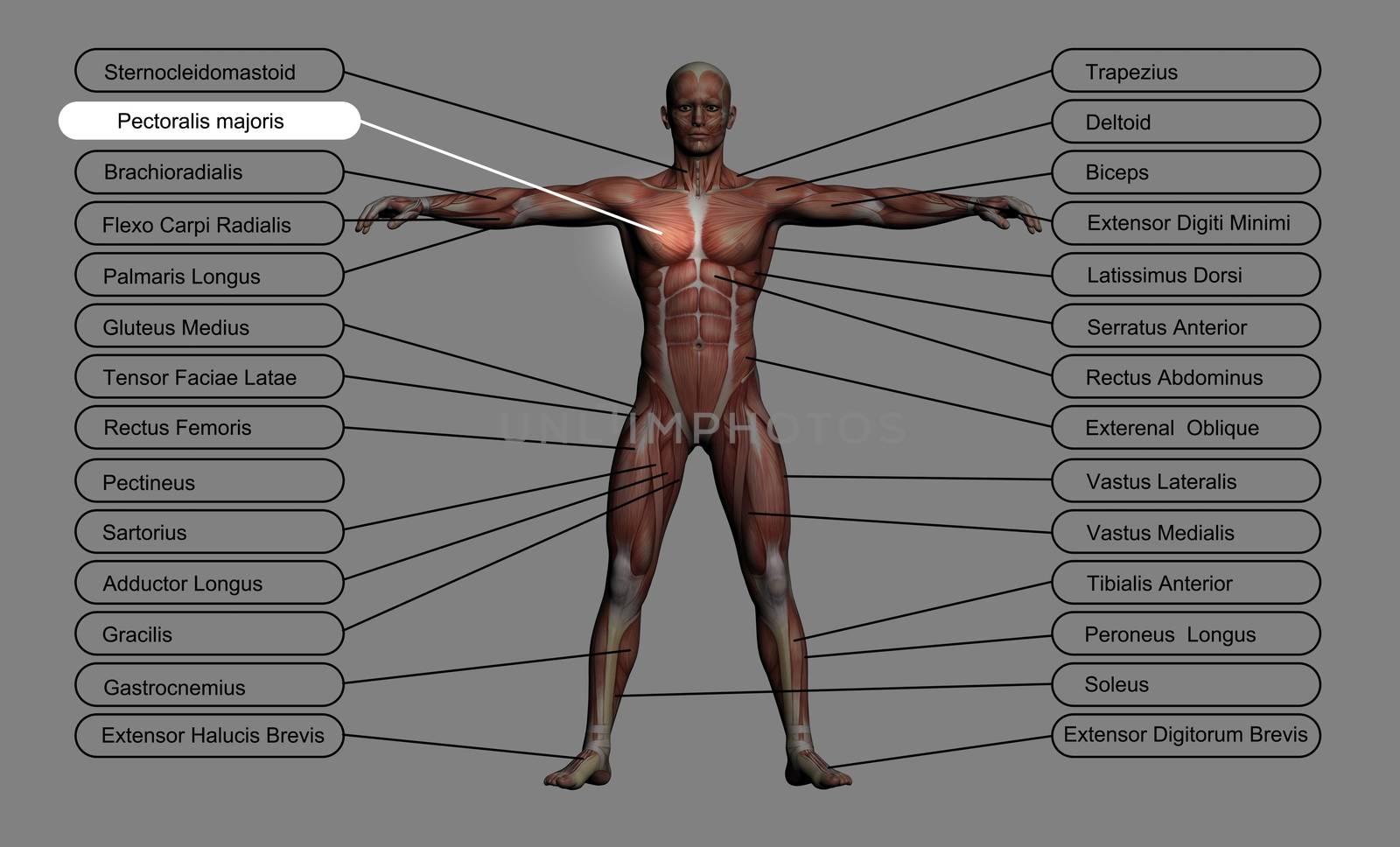 High resolution concept or conceptual 3D human anatomy and muscle isolated on grey background as metaphor to body