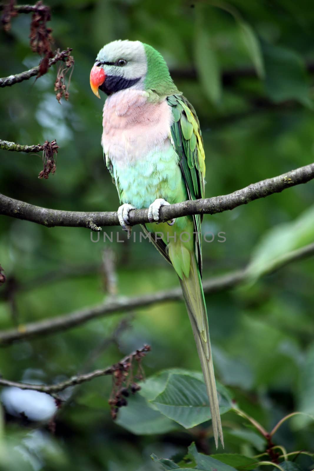 Male moustached parakeet (Psittacula alexandri fasciata)