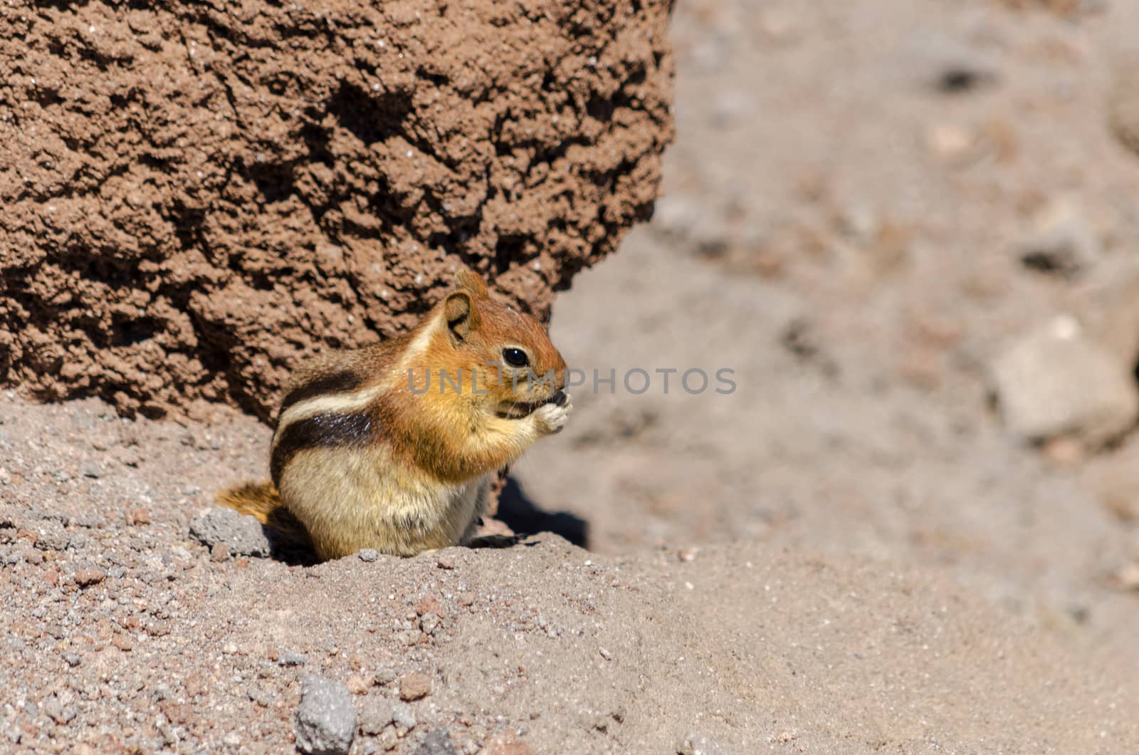 Chipmunk eating surrounded by barren rocks