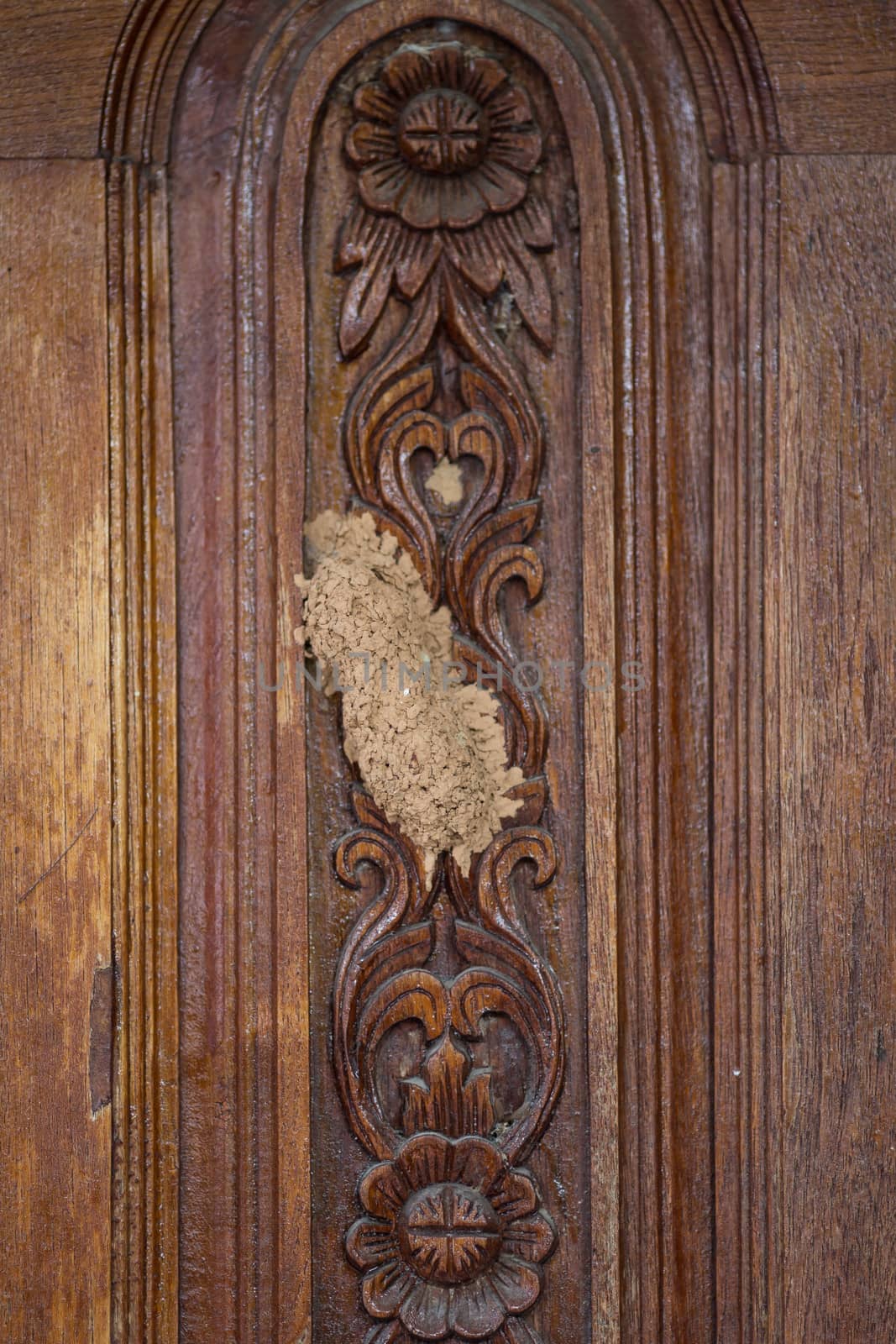 termite hive on house's door