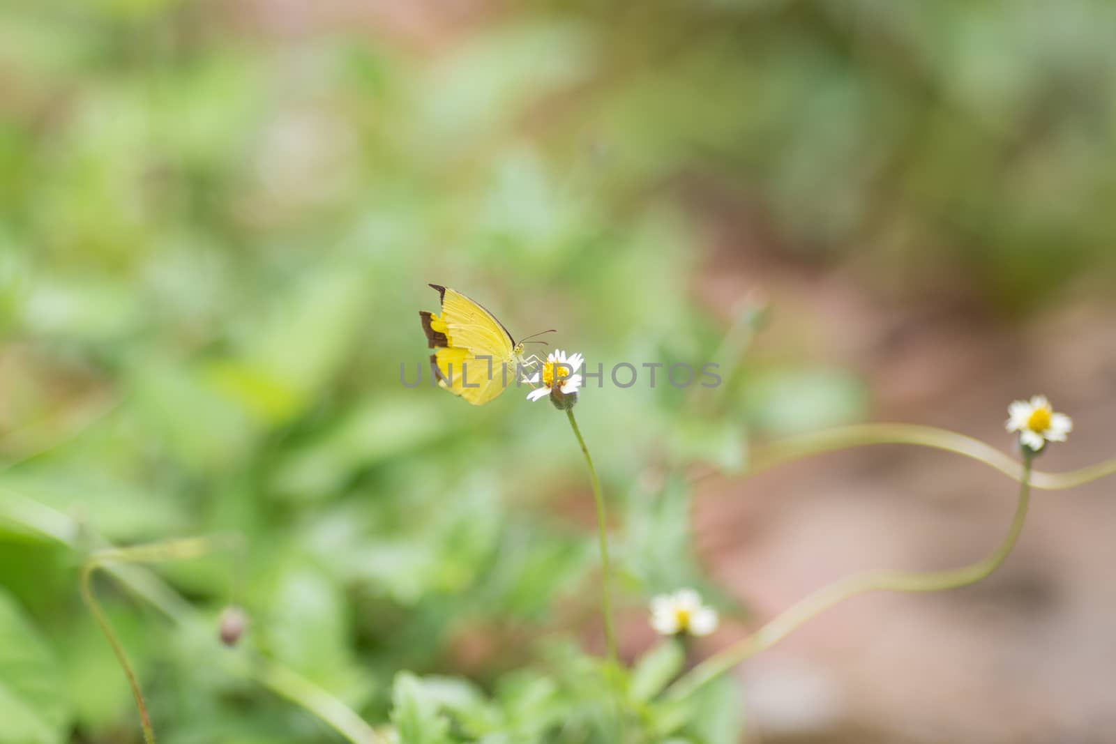 yellow butterfly on white flower in nature