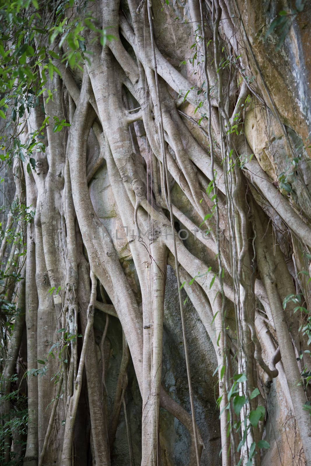 big tree roots and vine on mountain surface