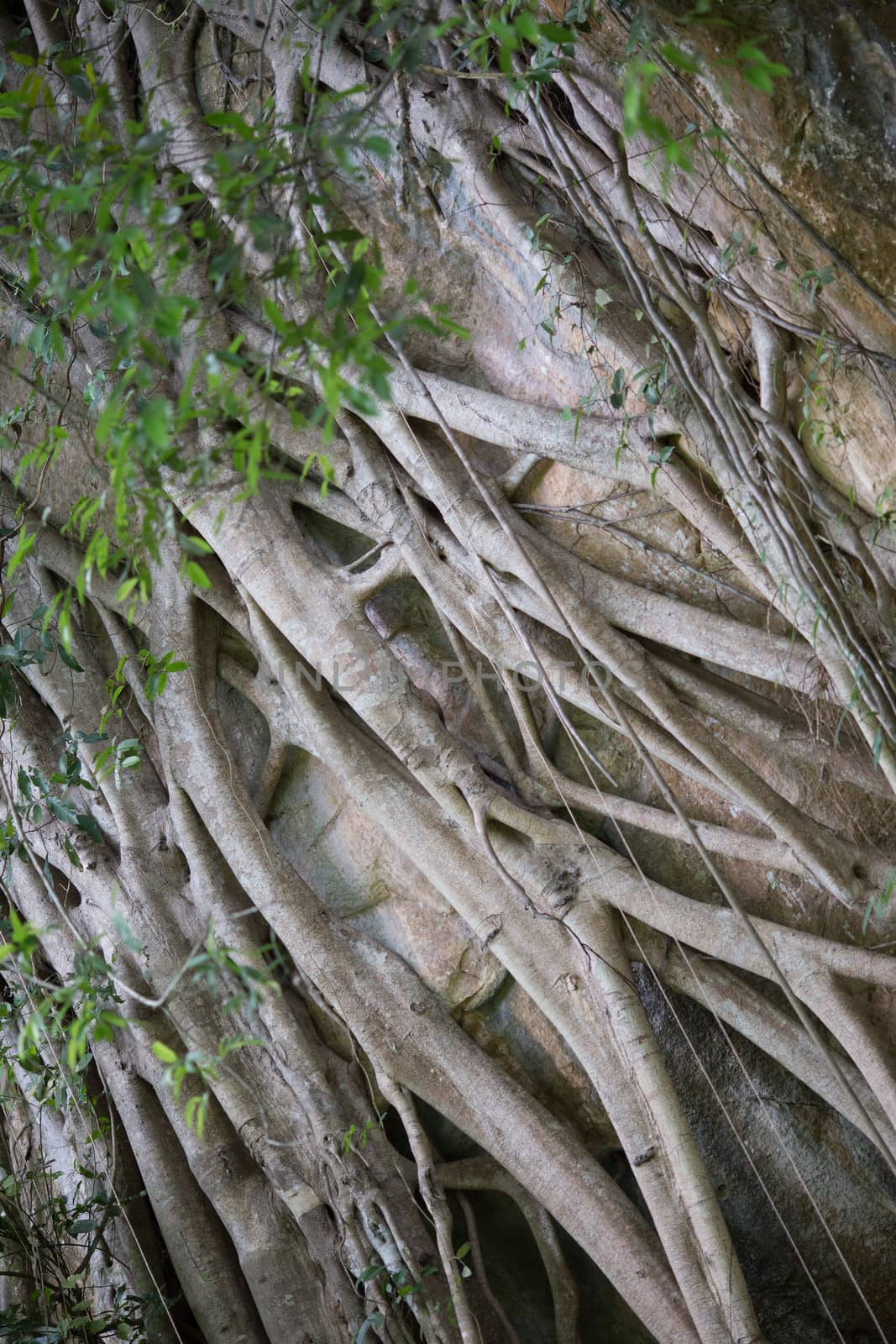 big tree roots and vine on mountain surface