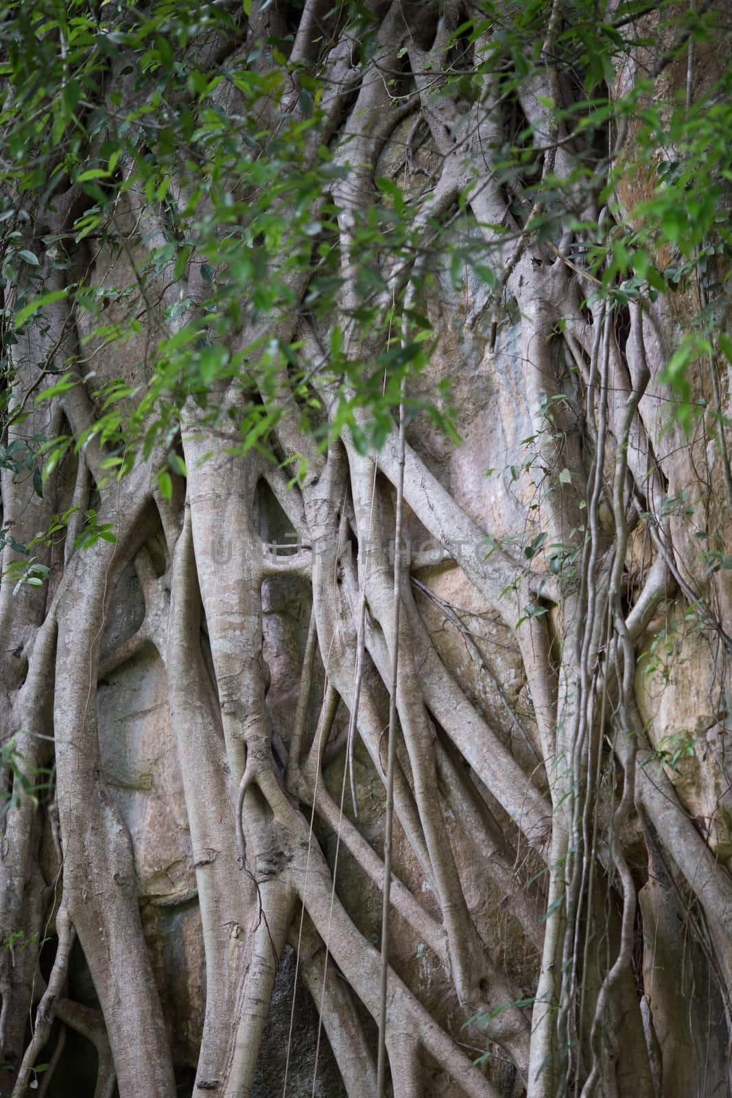 big tree roots and vine on mountain surface