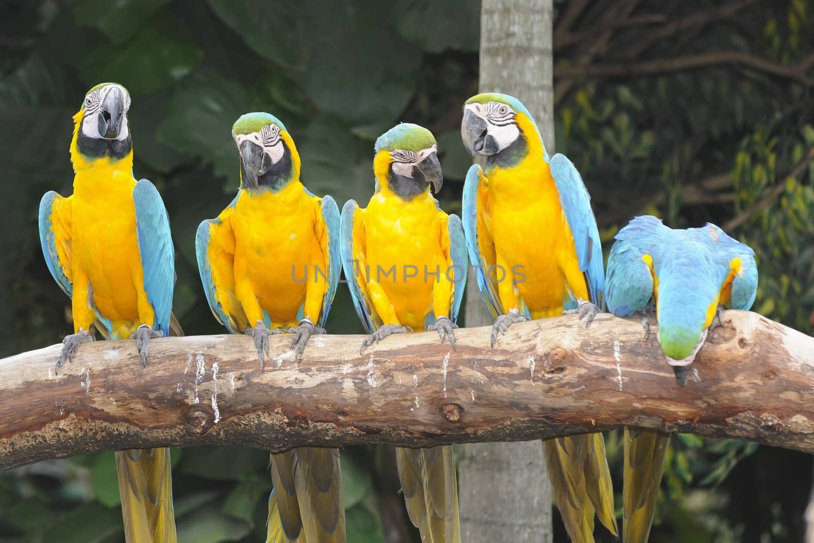 Colorful macaw sitting on the perch in the zoo.