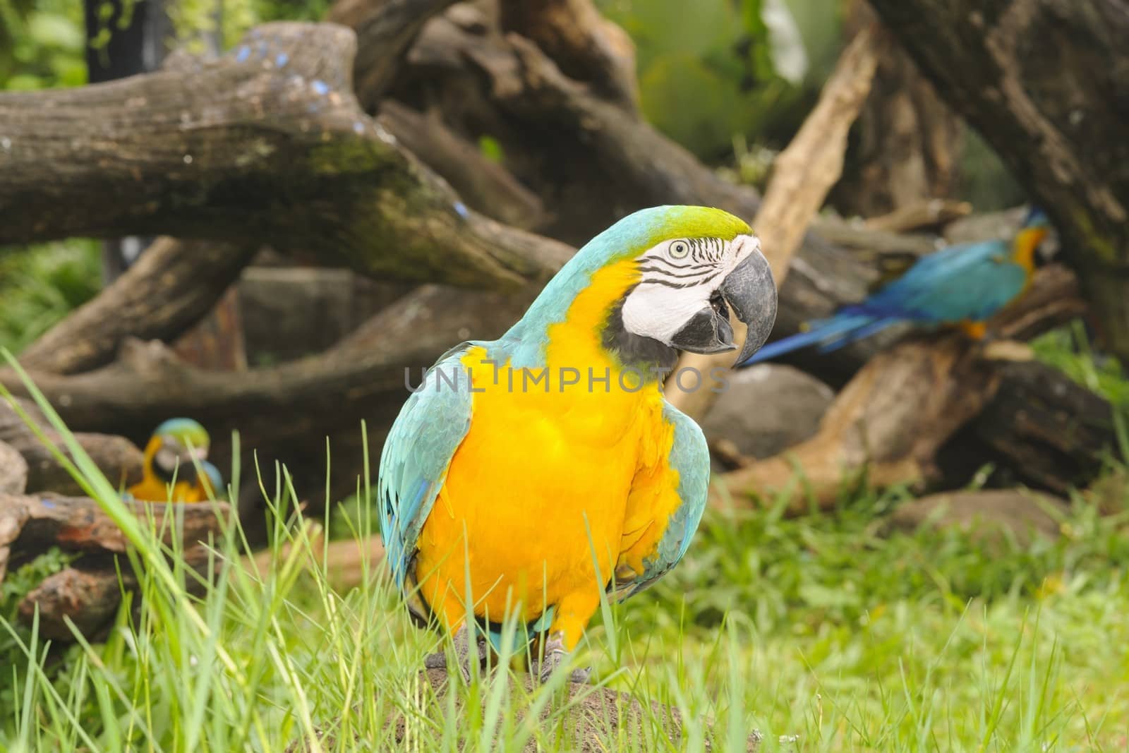 Macaw bird stand alone.