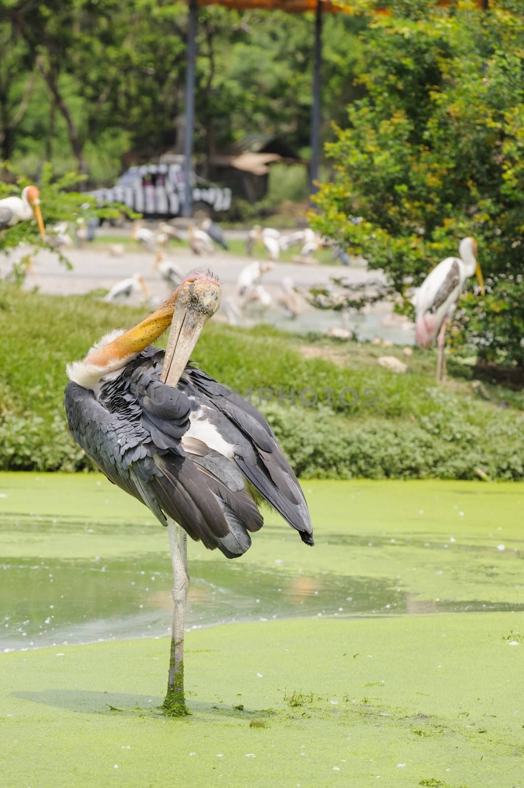 Great  heron standing relaxation on a water.