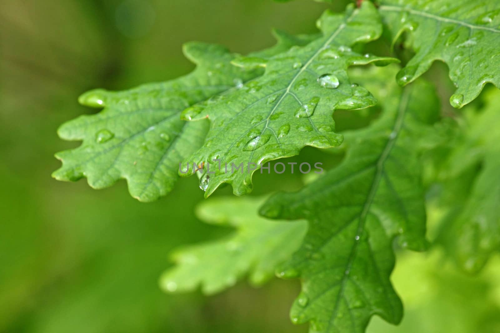 green oak tree leaves with rain drops