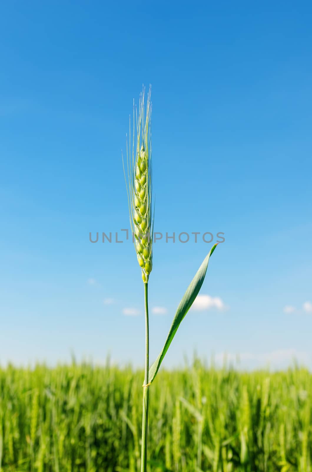 green spica on field. soft focus