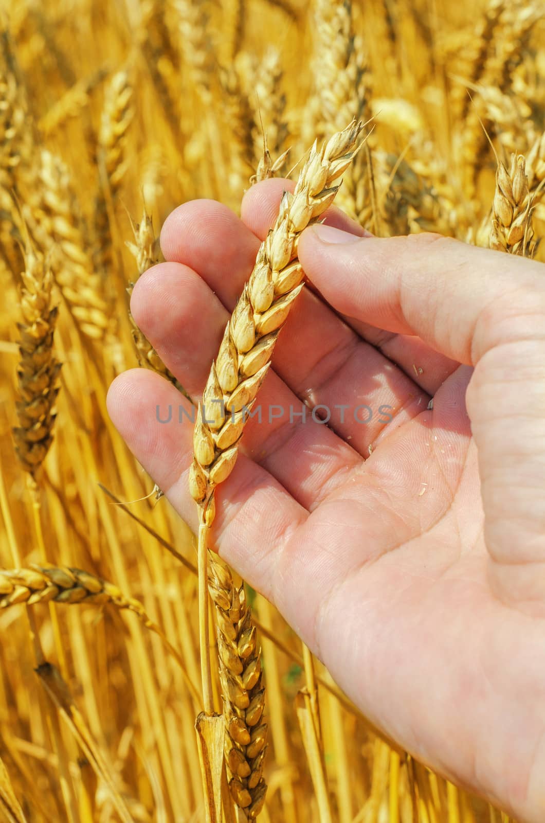 golden harvest in hand