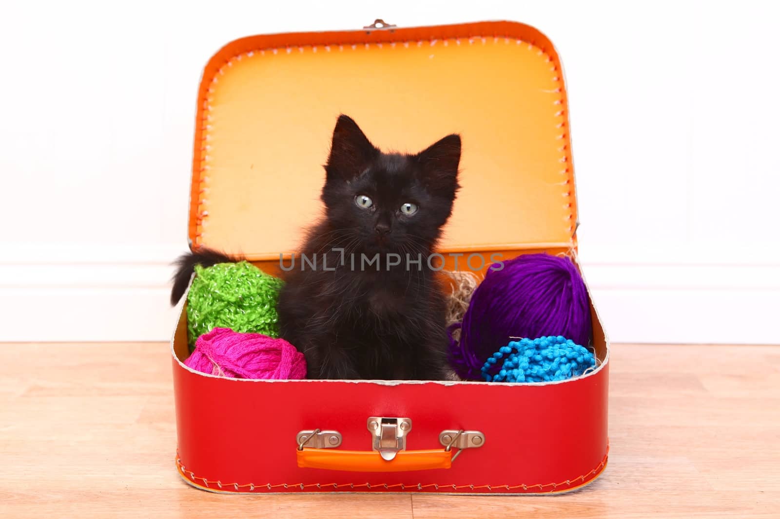 Adorable Kitten in a Case Filled with Yarn