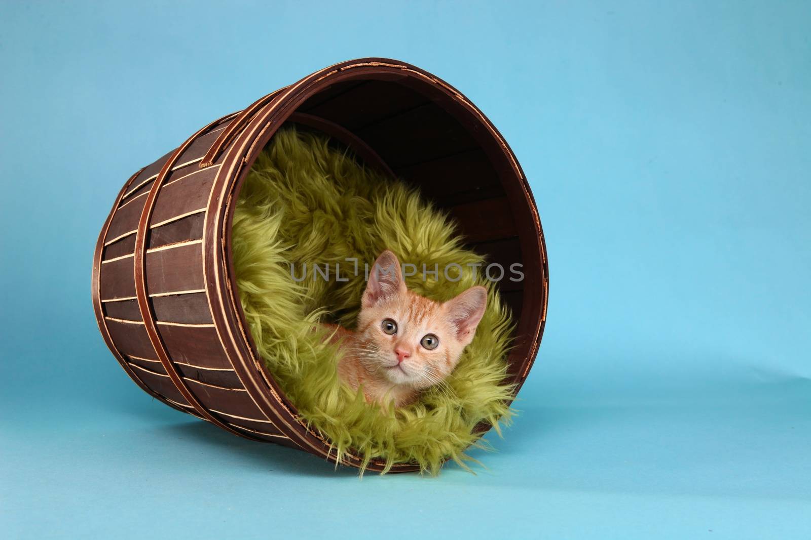 Adorable Little Baby Orange Tabby Kitten in Studio