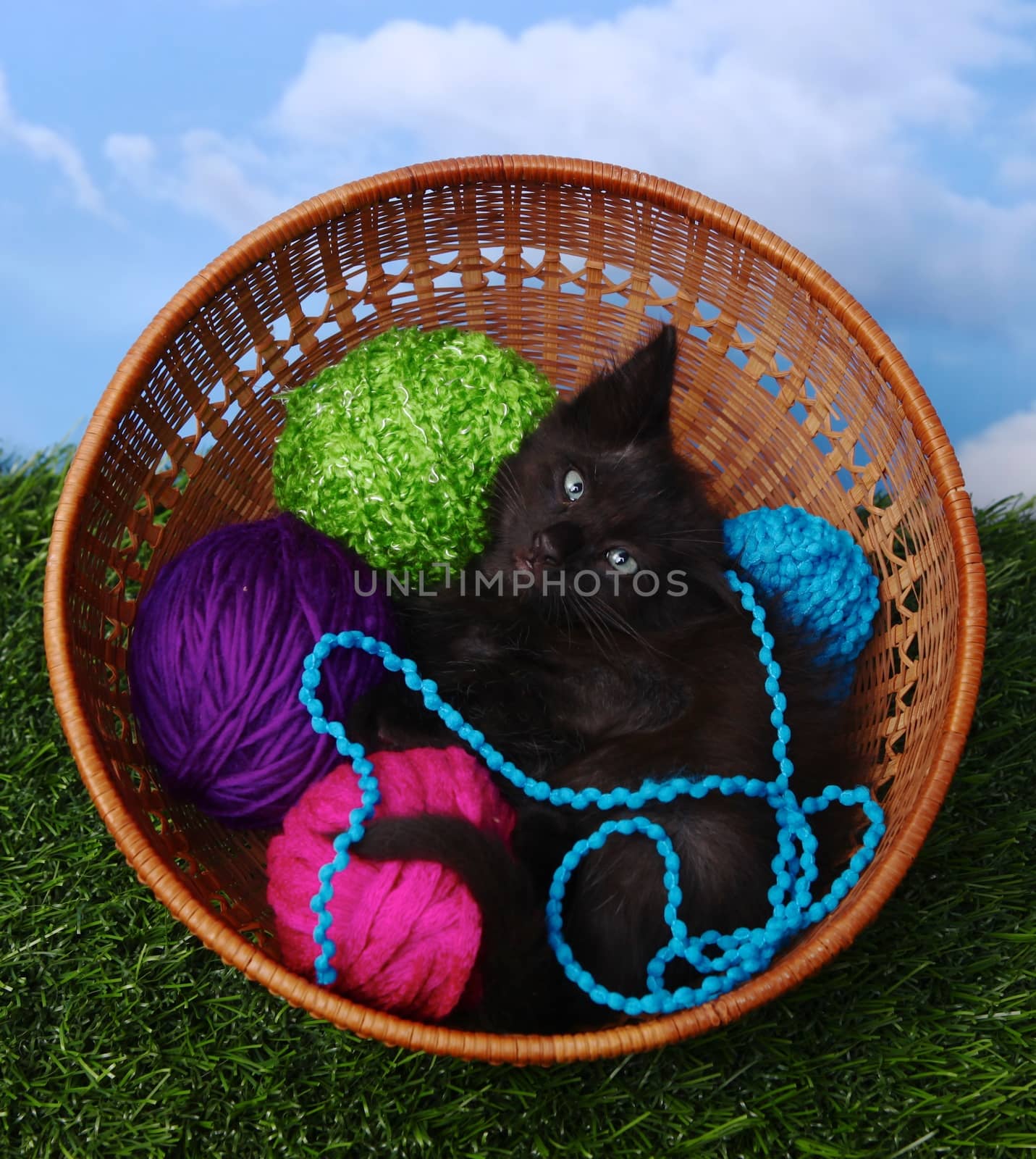 Adorable Kitten in a Case Filled with Yarn  by tobkatrina