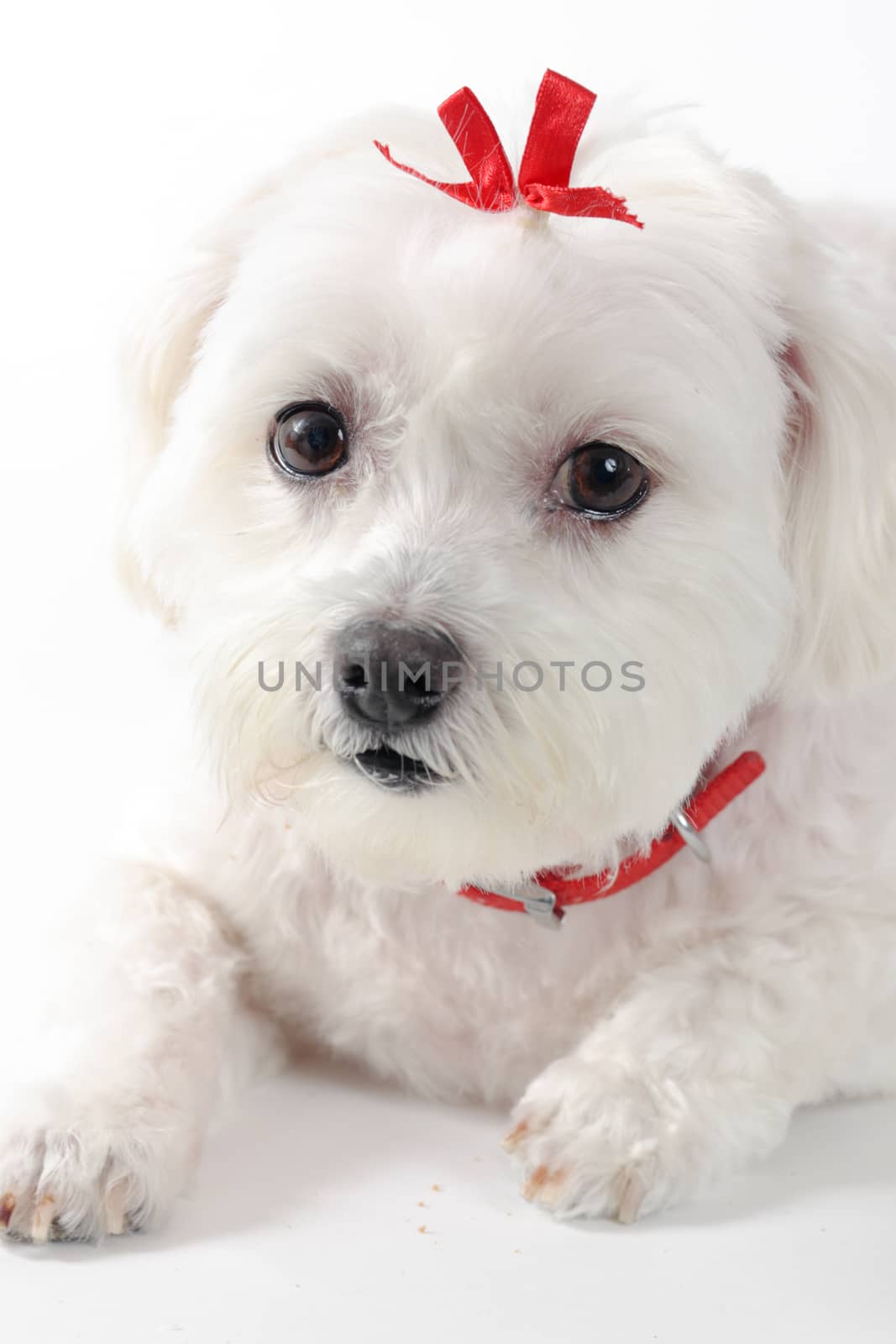 A cute pet puppy dog wearing a red ribbon bow.