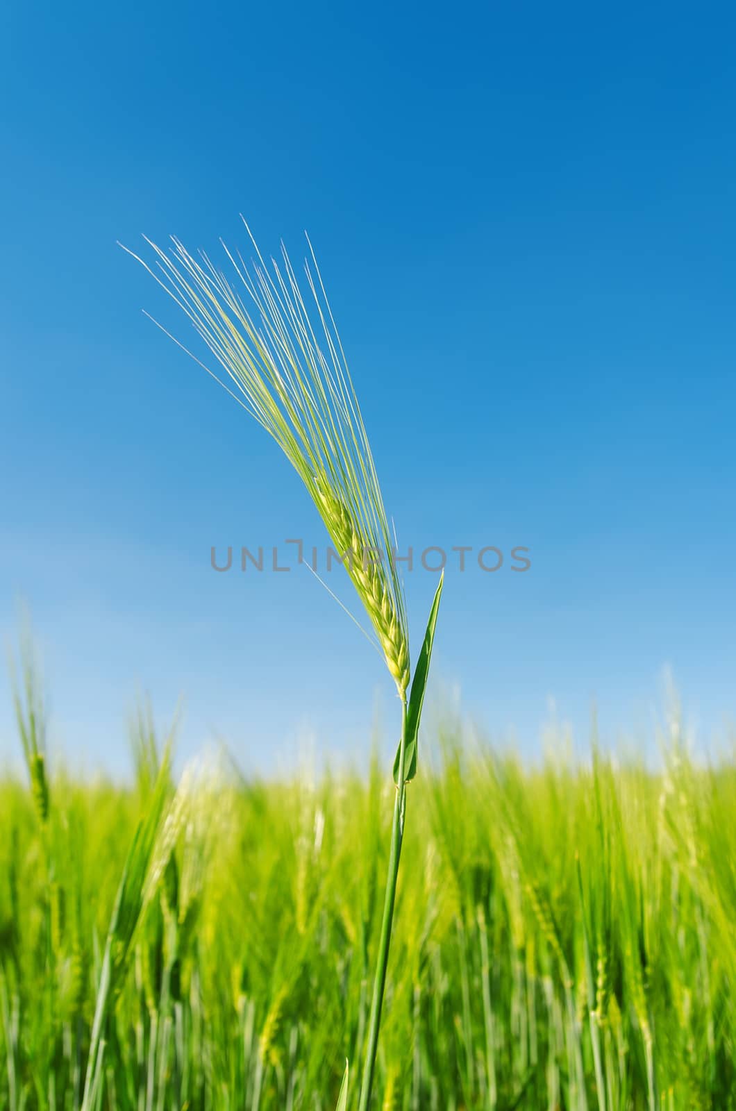 green spica over field. soft focus