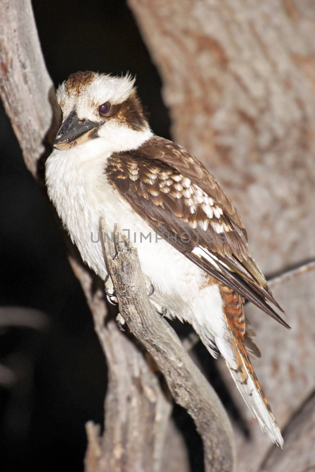 Kookaburra, Freycinet National Park, Tasmania, Australia