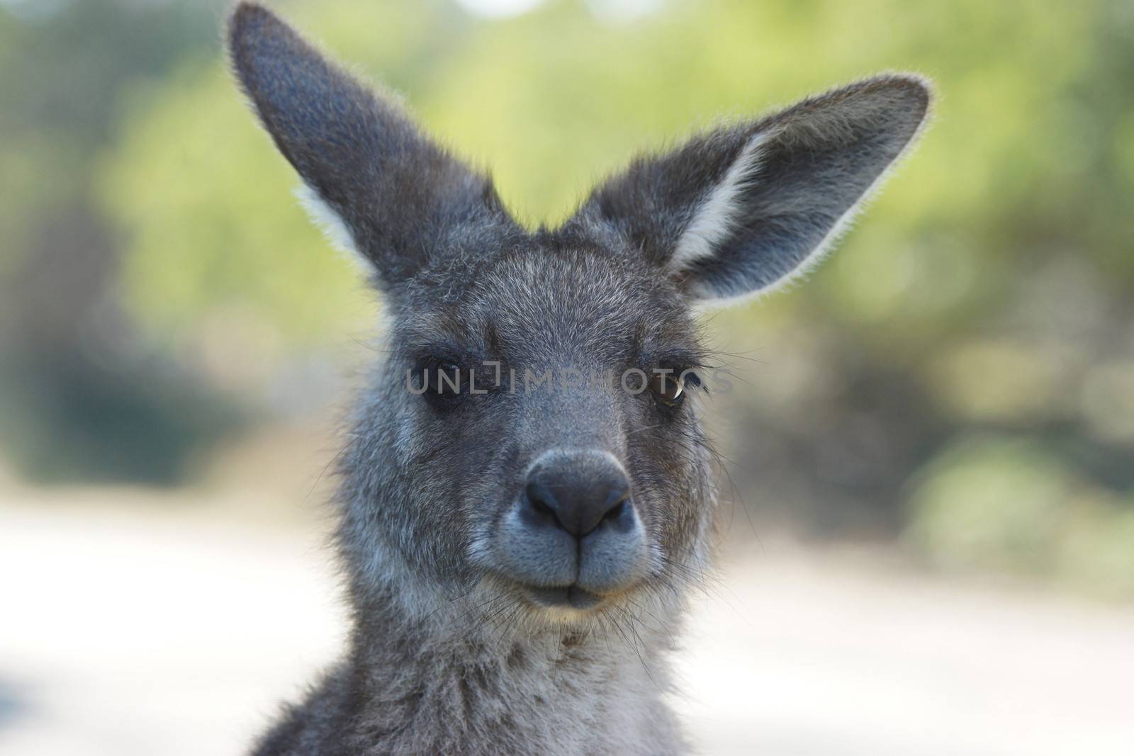Great Grey Kangaroo, Freycinet National Park, Tasmania, Australia