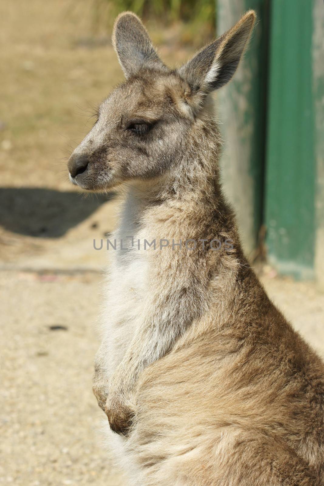 Young Great Grey Kangaroo, Freycinet National Park, Tasmania, Australia