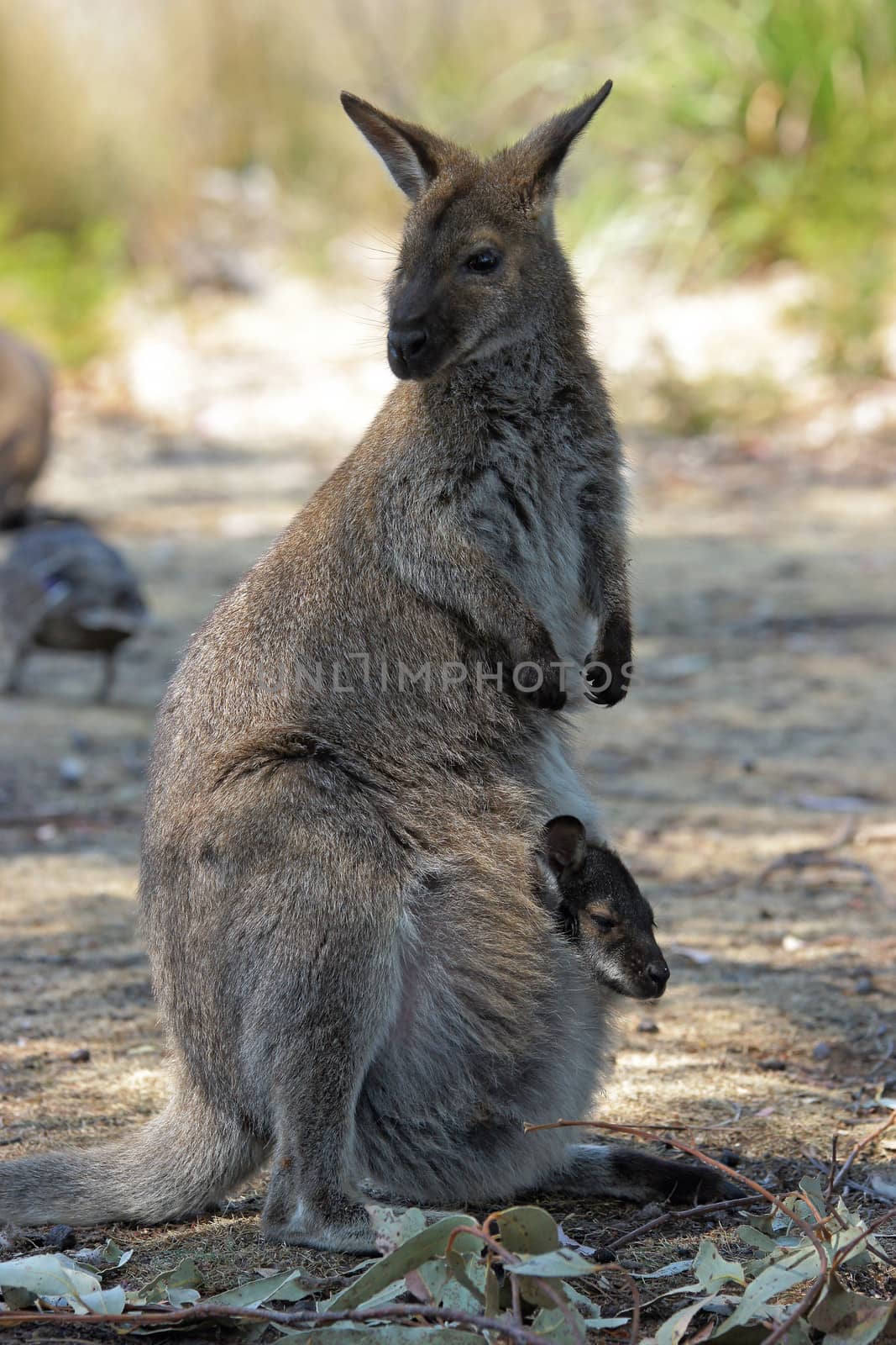 Bennett Wallaby with a joey in its pouch, Freycinet National Park, Tasmania, Australia