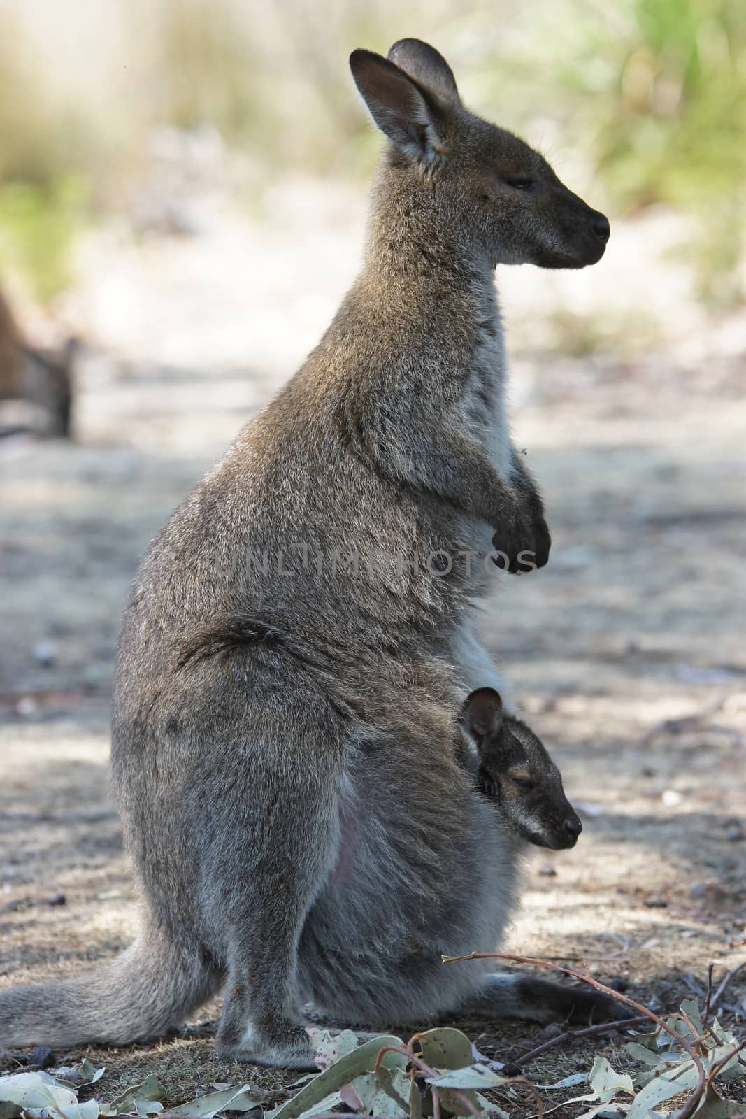 Bennett Wallaby with a joey in its pouch, Freycinet National Park, Tasmania, Australia