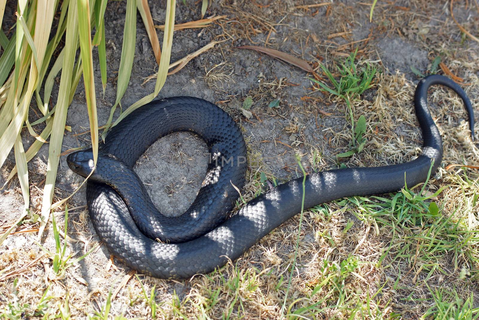 Tiger Snake, Tasmania, Australia