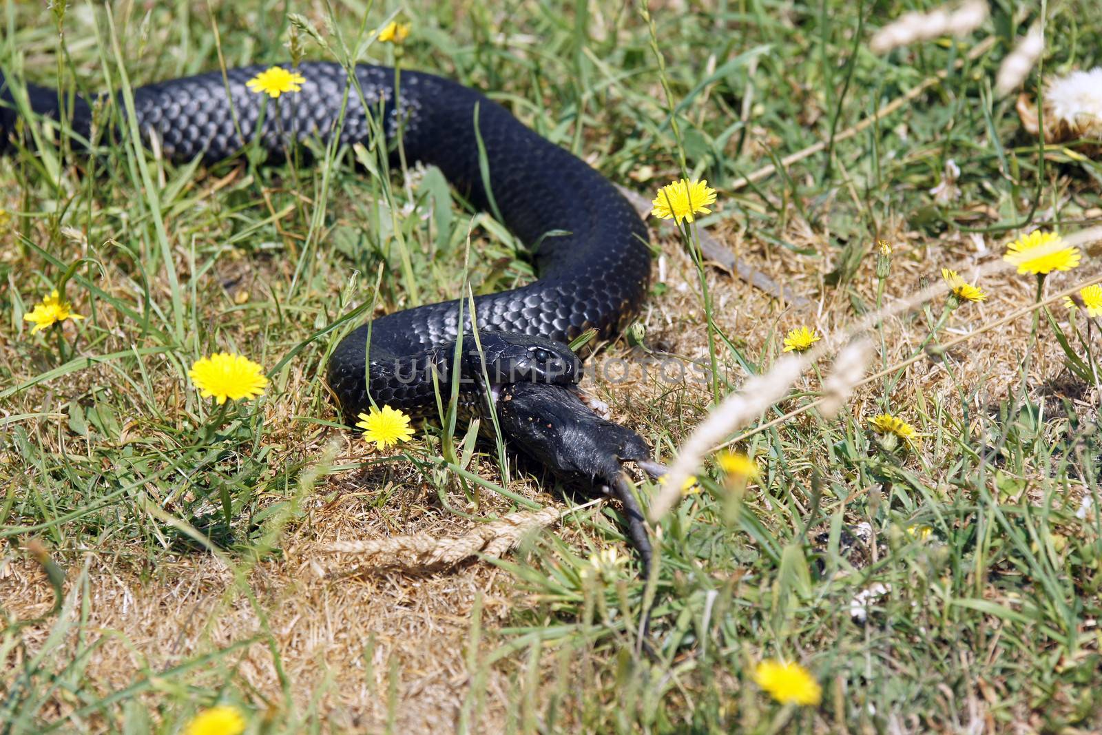 Tiger Snake, Tasmania, Australia