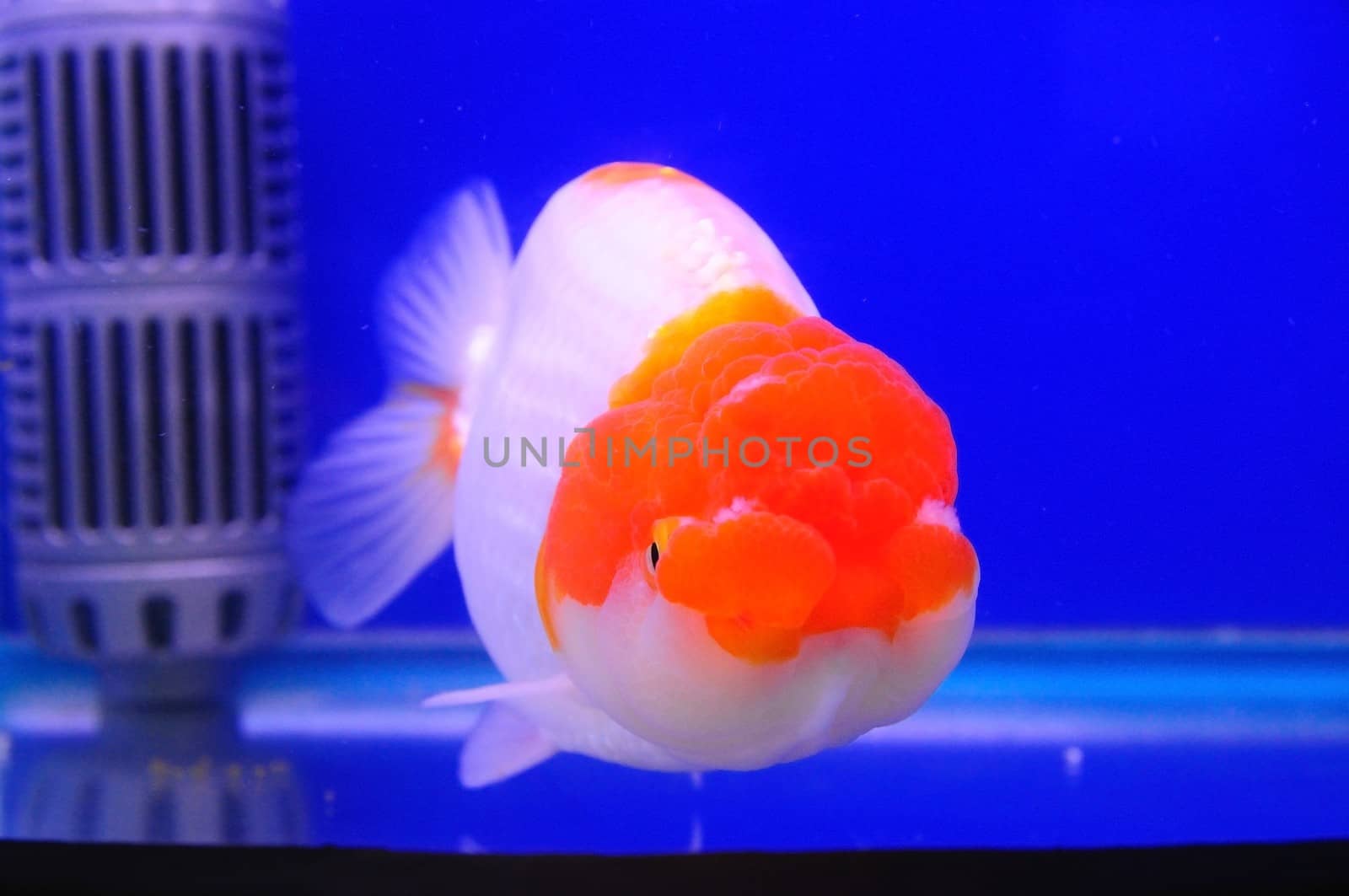 Lion head gold fish with red and white color in blue tank 