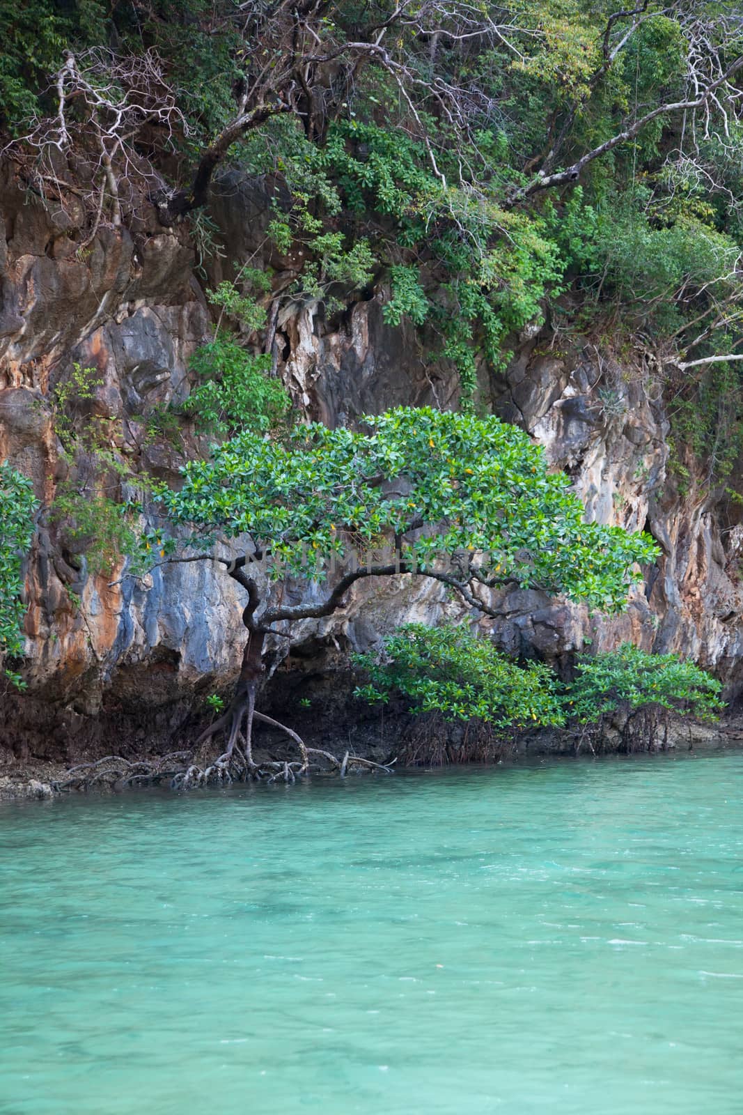 Mangrove trees in a lagoon on the island Hong. Thailand