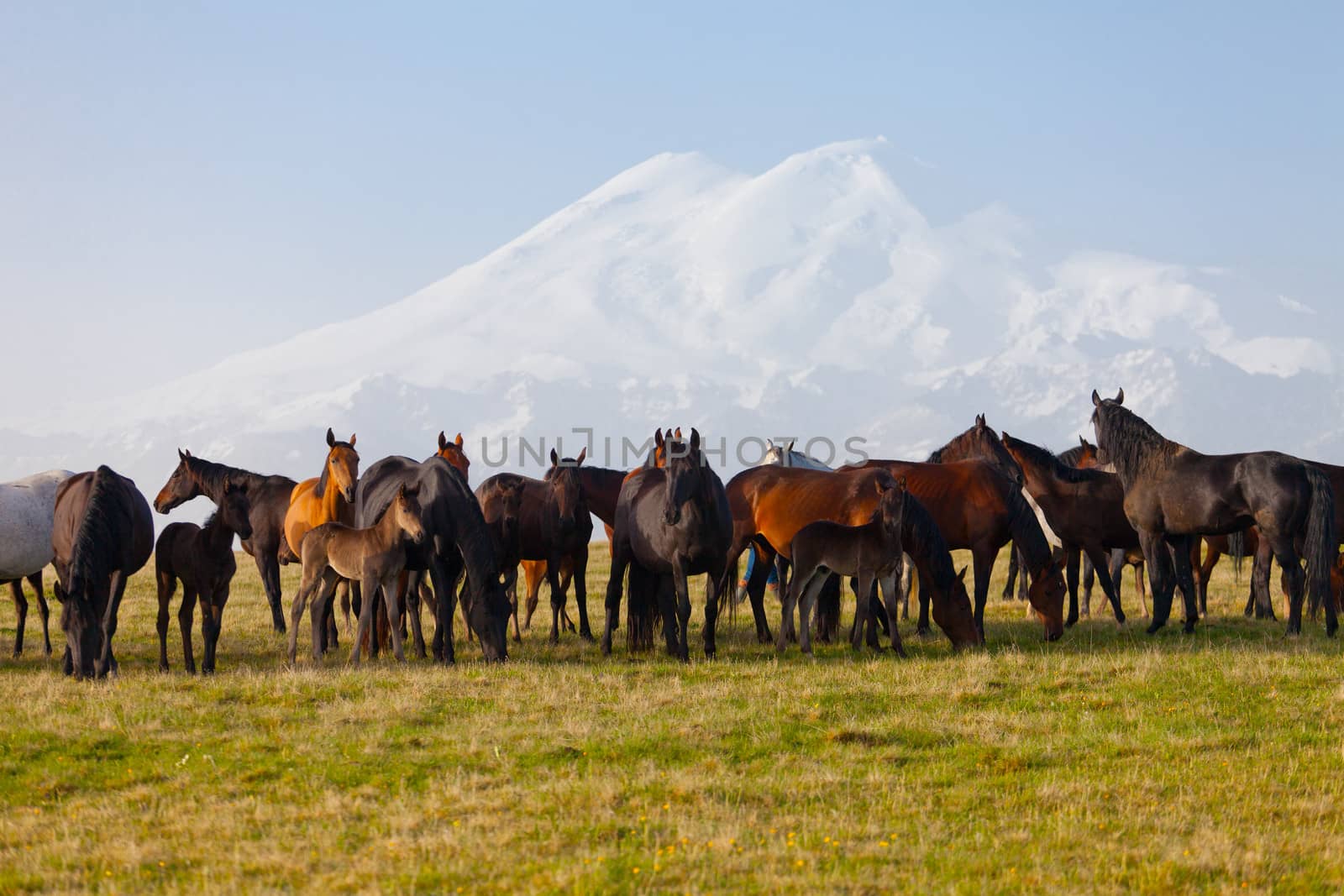 Herd of horses on a summer pasture by elena_shchipkova