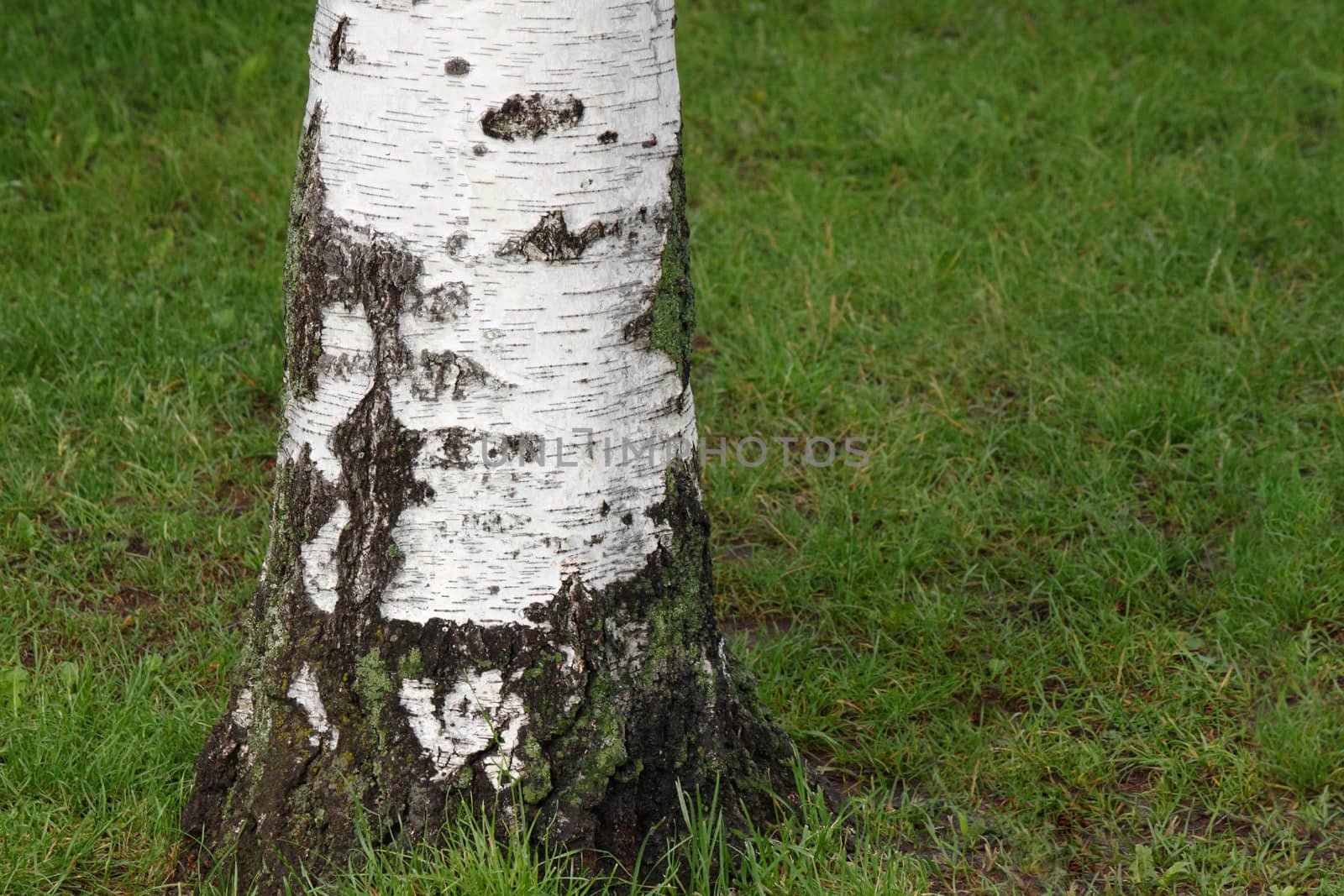 close up of trunk of birch tree
