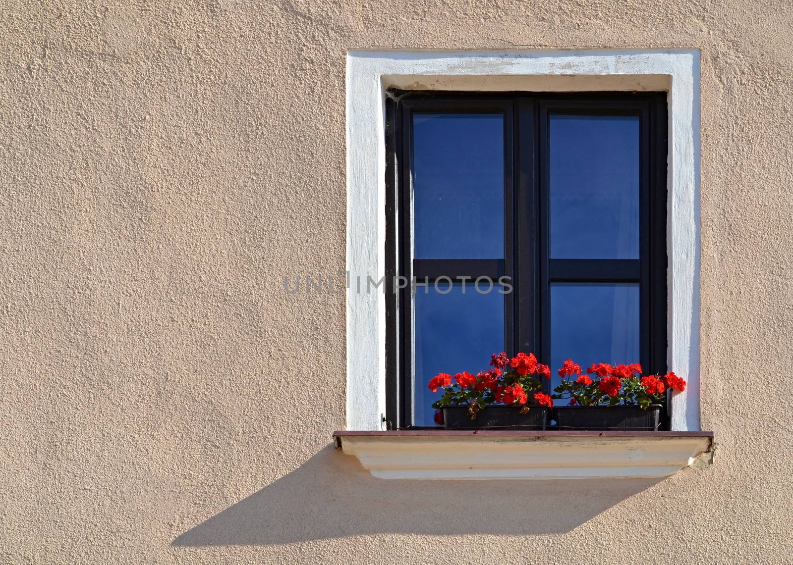 background beautiful old window with red florets