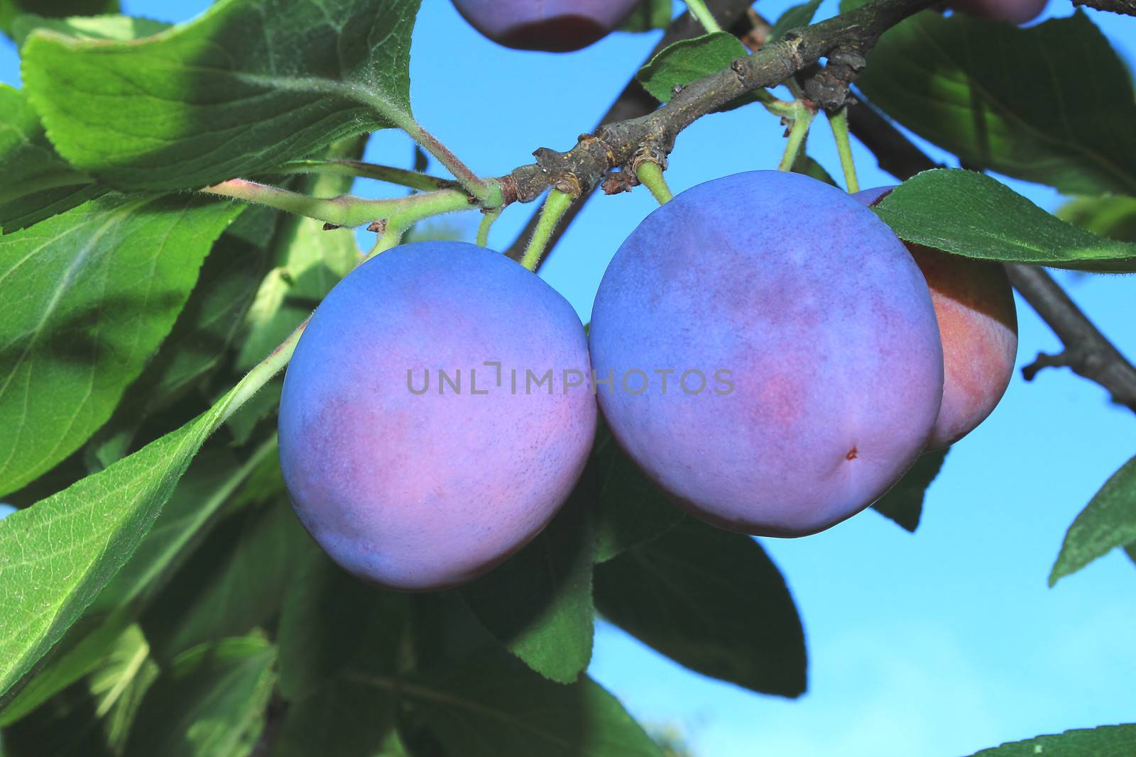 Large ripe plums on a tree branch against the blue sky. by georgina198