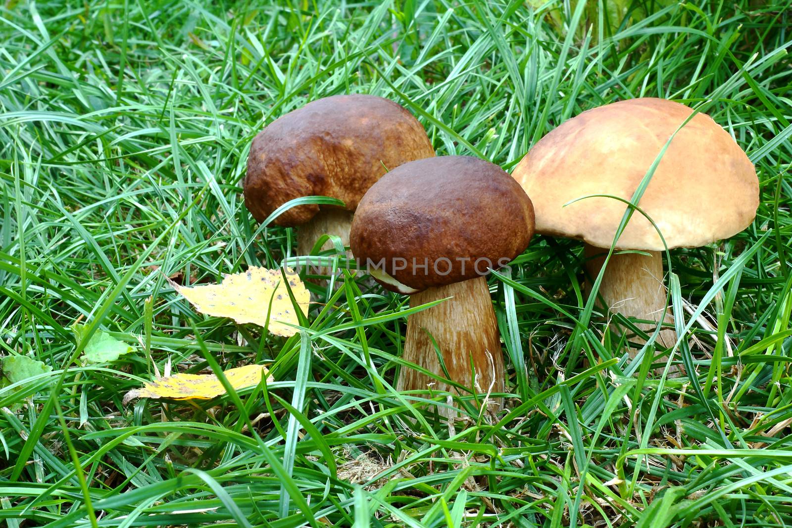Three beautiful fungus among the grass in the forest. by georgina198