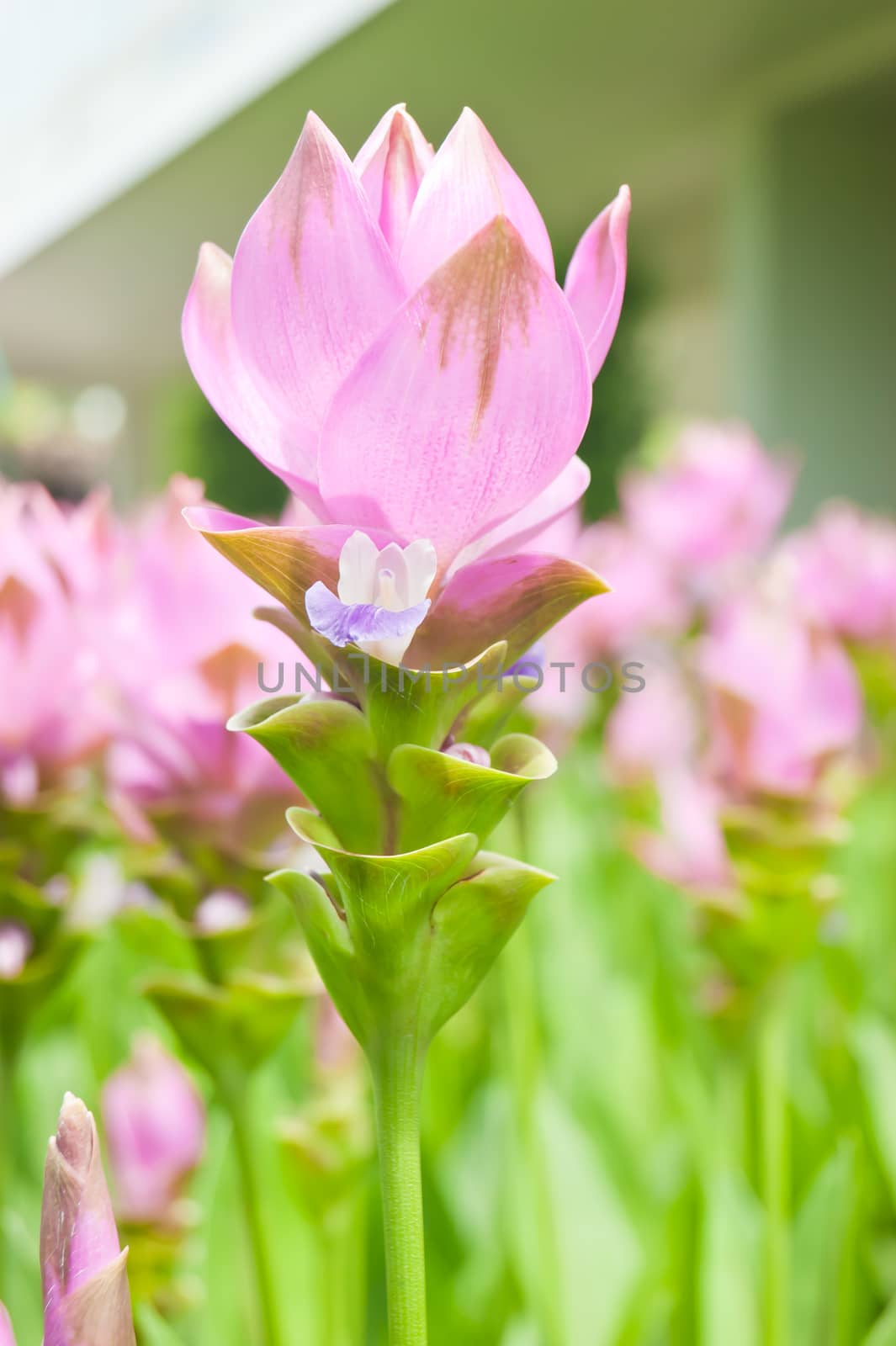 dork krajeaw is the famous flower of chaiyaphum province, thailand.
(Curcuma  aeruqinosa Roxb. Curcuma, Zingiberaceae)