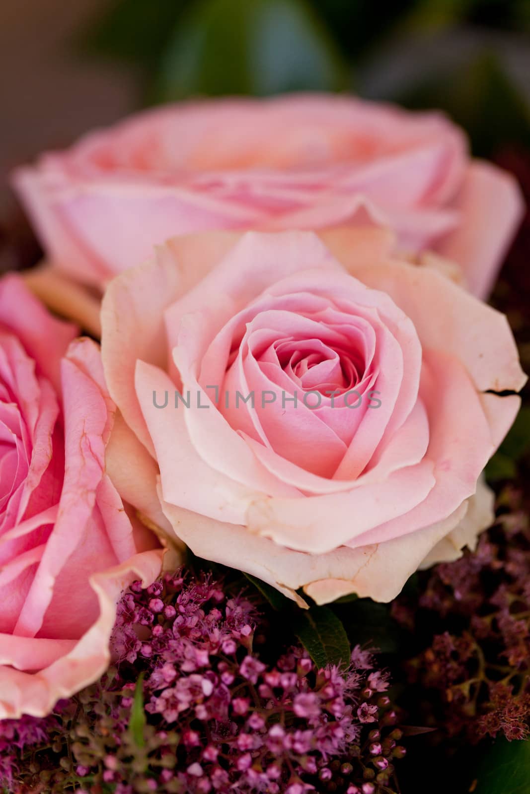 colorful beautiful roses flowers macro closeup card background valentine