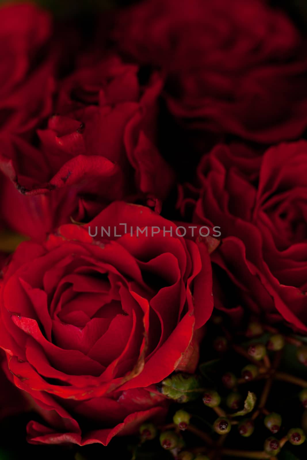 colorful beautiful roses flowers macro closeup card background valentine