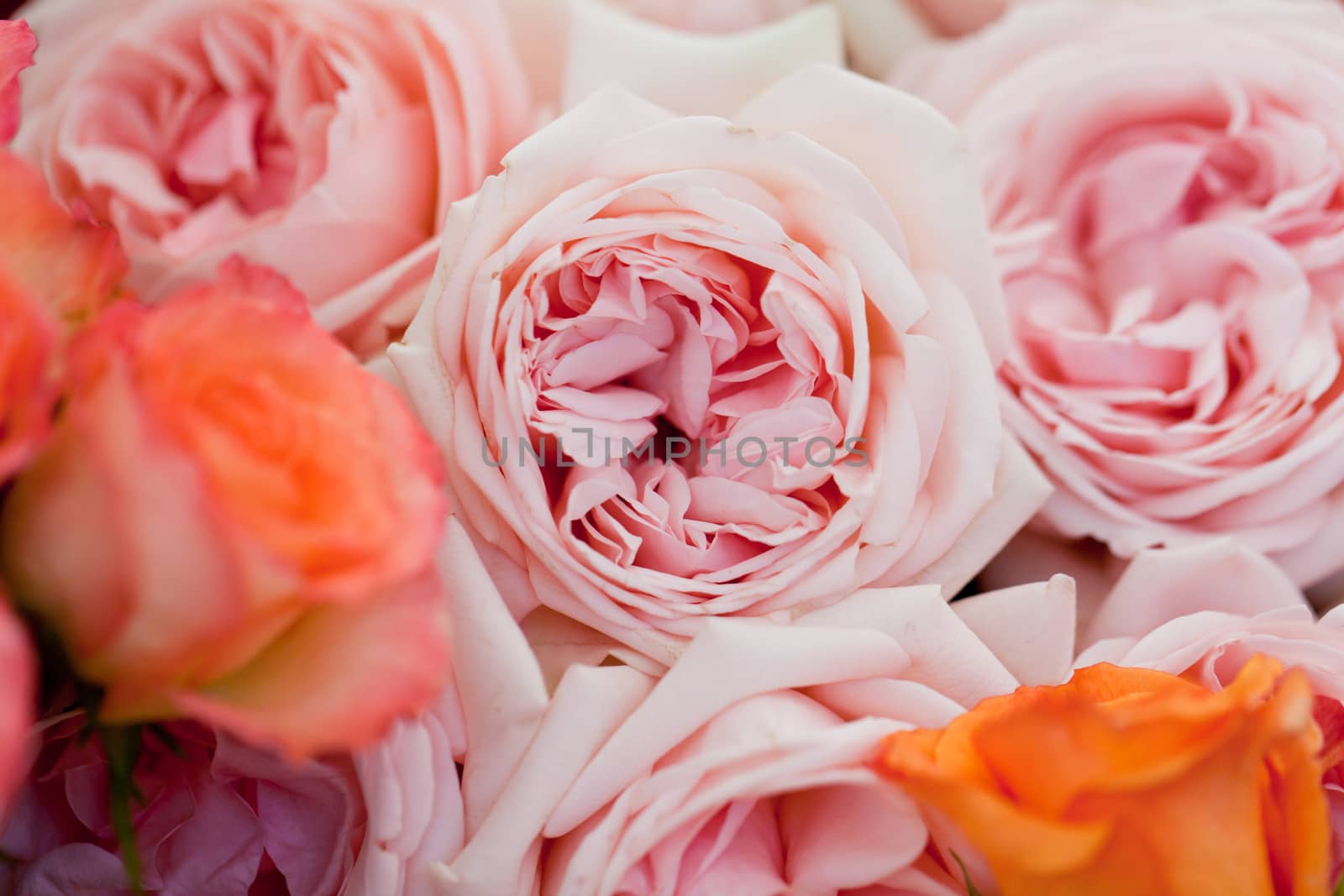 colorful beautiful roses flowers macro closeup card background valentine