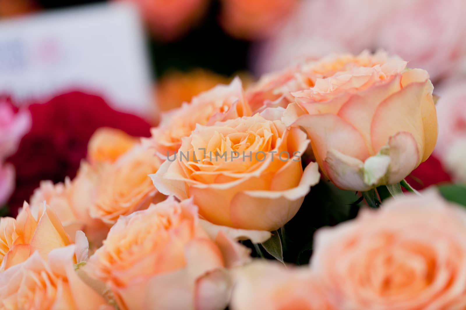 colorful beautiful roses flowers macro closeup card background valentine