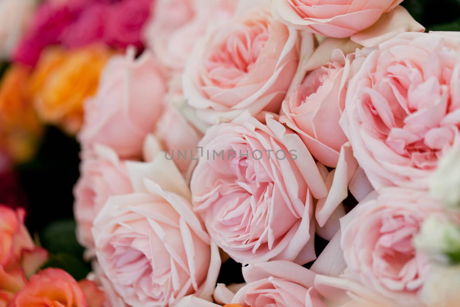 colorful beautiful roses flowers macro closeup card background valentine