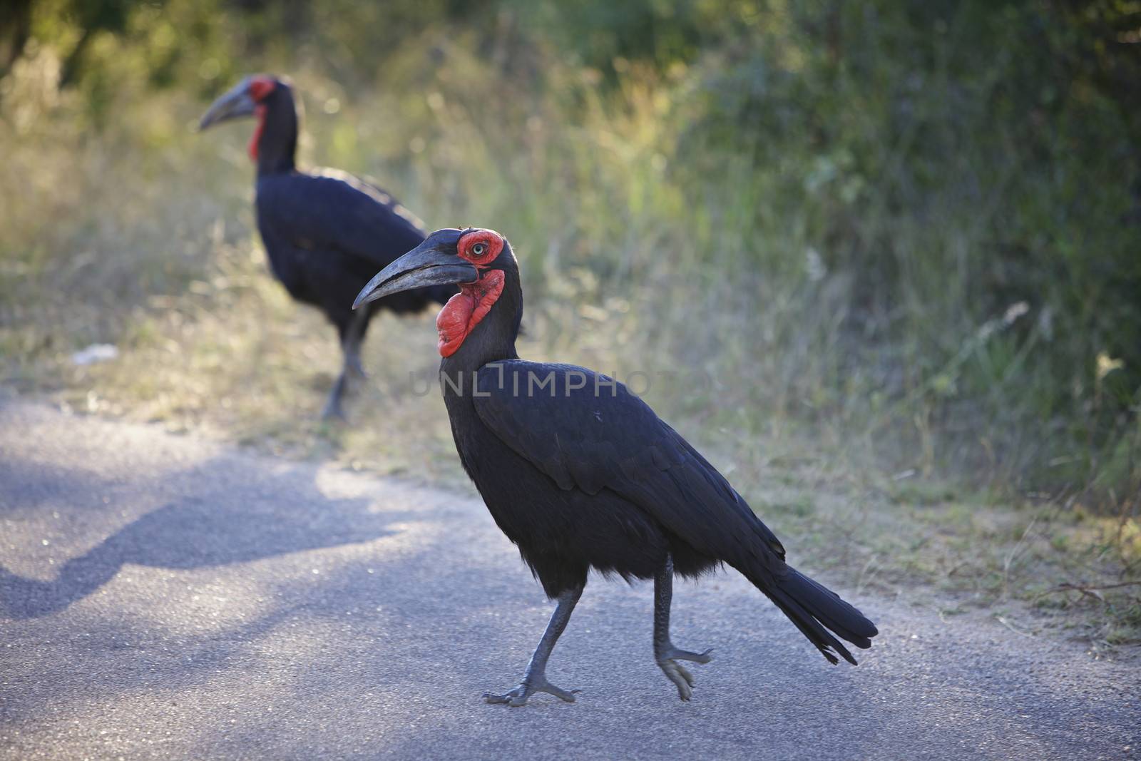 Southern Ground Hornbill by instinia