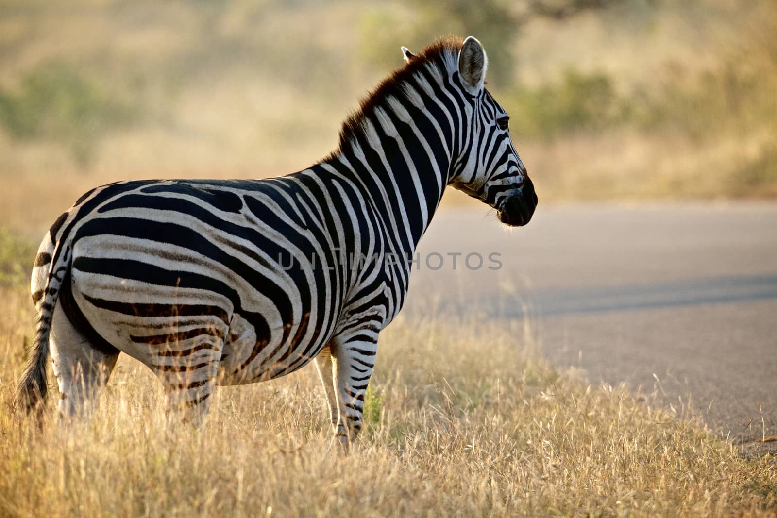 Burchell's Zebra (Kwagga) near Phabeni Gate in the Kruger National Park, South Africa
