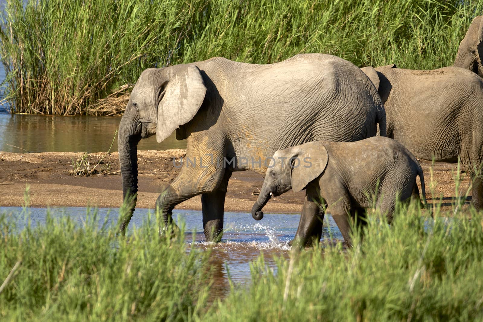 African elephants in the river, South Africa
